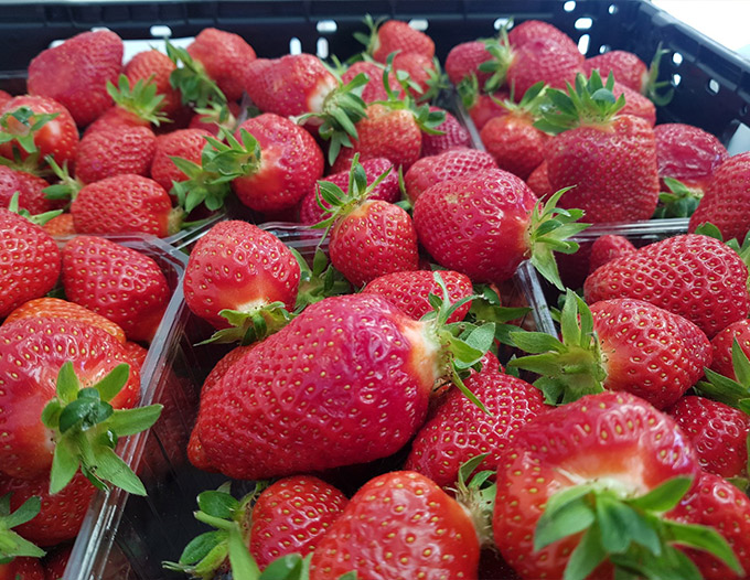 vente de fraises